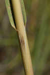 Smooth cordgrass